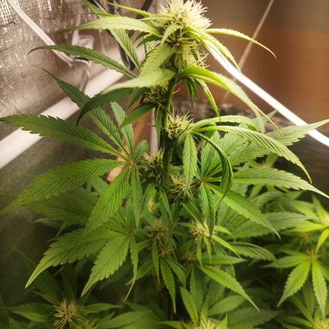 Dark Devil Auto growlog timeline photo