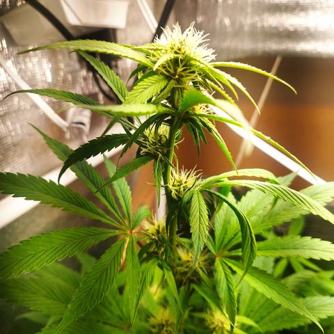Dark Devil Auto growlog timeline photo