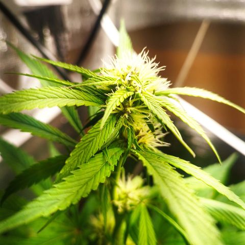 Dark Devil Auto growlog timeline photo