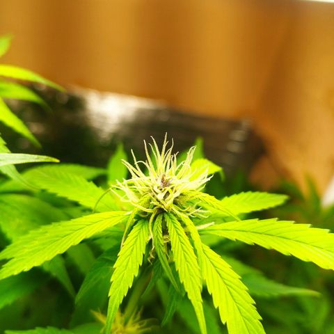 Dark Devil Auto growlog timeline photo