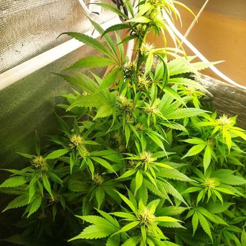 Dark Devil Auto growlog timeline photo