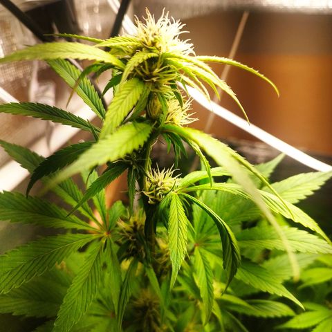 Dark Devil Auto growlog timeline photo