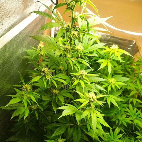 Dark Devil Auto growlog timeline photo