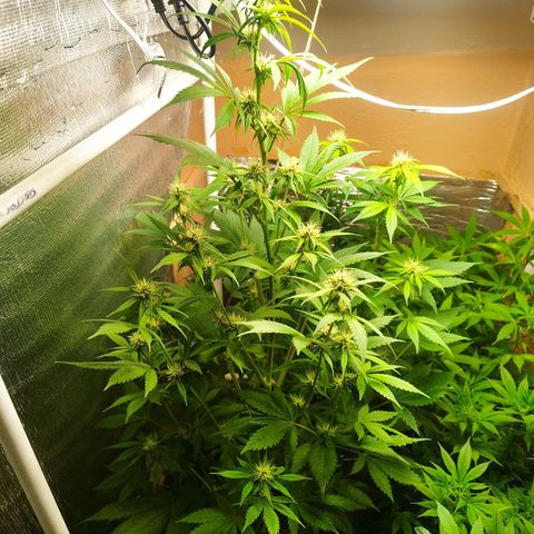 Dark Devil Auto growlog timeline photo