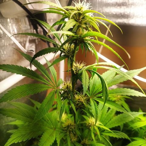Dark Devil Auto growlog timeline photo