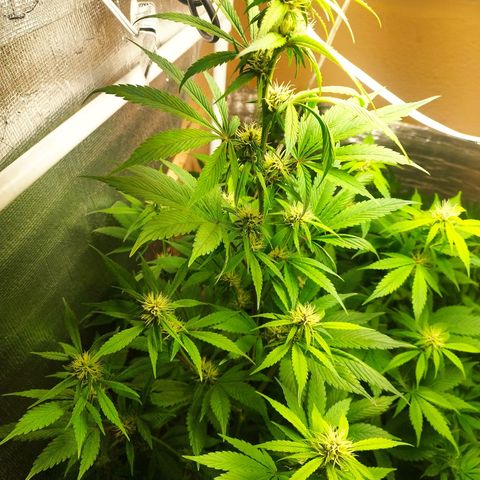 Dark Devil Auto growlog timeline photo