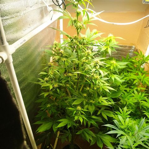 Red Strawberry Banana Auto growlog timeline photo