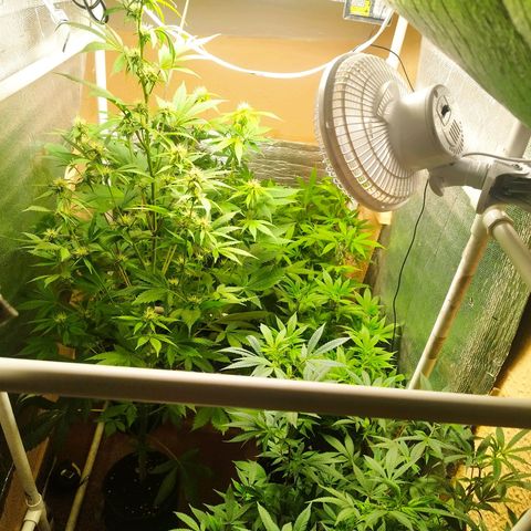Red Strawberry Banana Auto growlog timeline photo