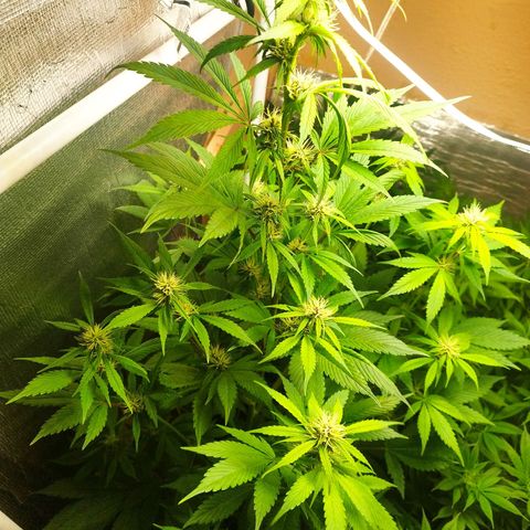 Dark Devil Auto growlog timeline photo