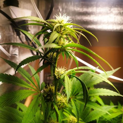 Dark Devil Auto growlog timeline photo