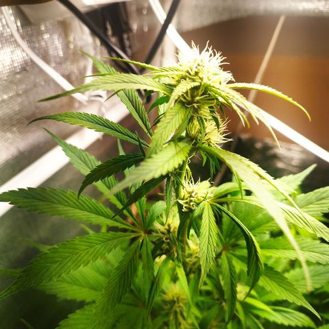 Dark Devil Auto growlog timeline photo