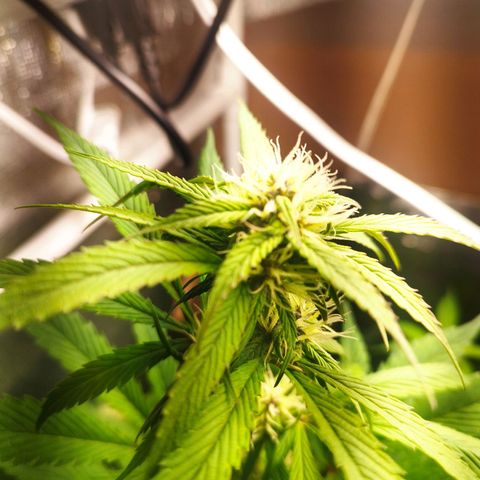 Dark Devil Auto growlog timeline photo