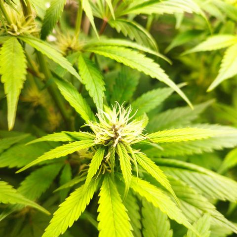 Dark Devil Auto growlog timeline photo