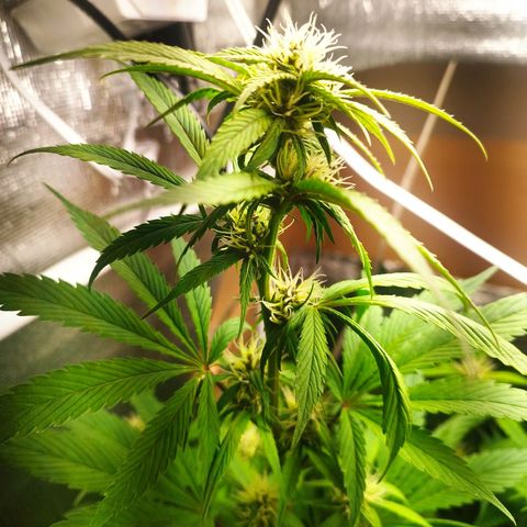 Dark Devil Auto growlog timeline photo