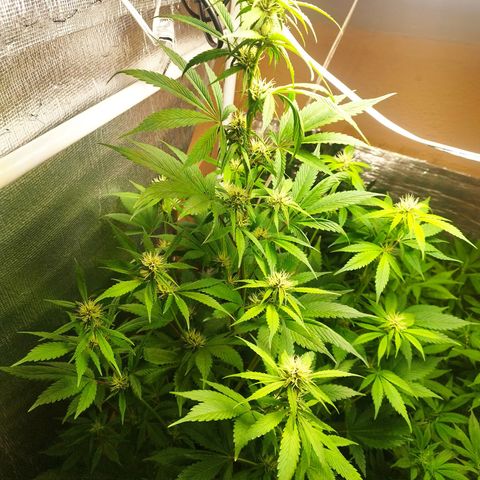 Dark Devil Auto growlog timeline photo