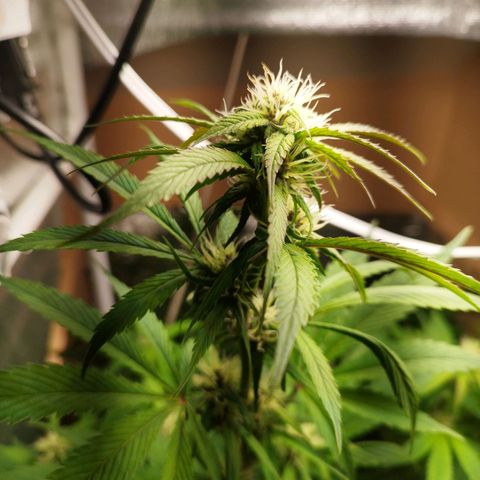 Dark Devil Auto growlog timeline photo
