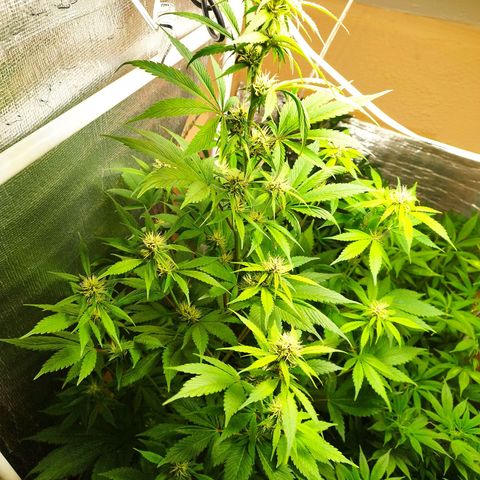 Dark Devil Auto growlog timeline photo