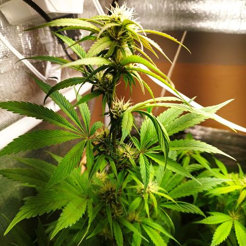 Dark Devil Auto growlog timeline photo