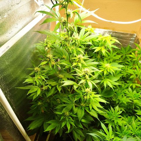 Dark Devil Auto growlog timeline photo