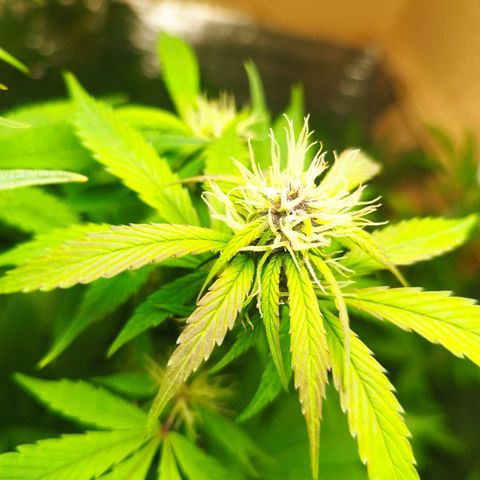 Dark Devil Auto growlog timeline photo