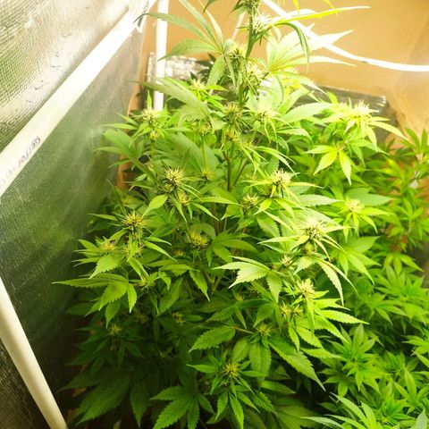Dark Devil Auto growlog timeline photo
