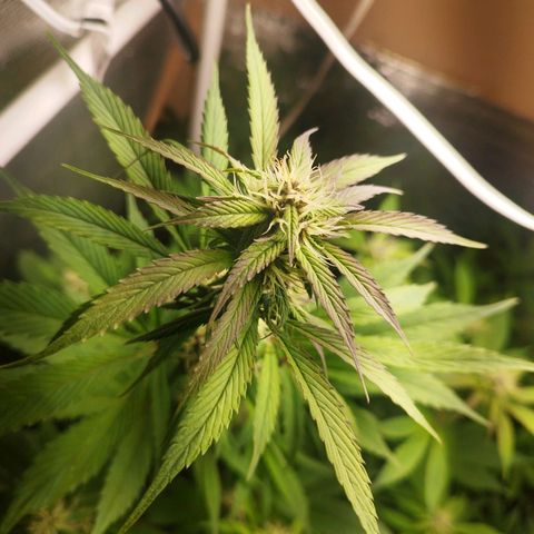 Dark Devil Auto growlog timeline photo