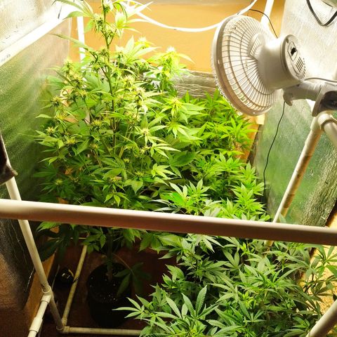 Red Strawberry Banana Auto growlog timeline photo