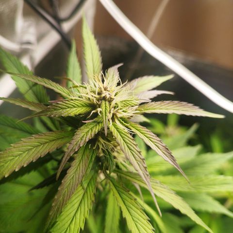 Dark Devil Auto growlog timeline photo