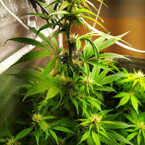 Dark Devil Auto growlog timeline photo
