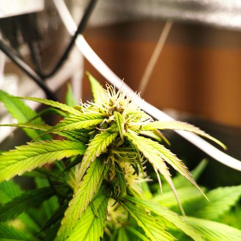 Dark Devil Auto growlog timeline photo
