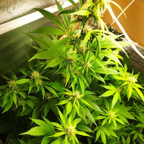 Dark Devil Auto growlog timeline photo