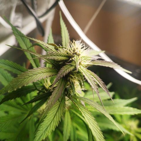 Dark Devil Auto growlog timeline photo