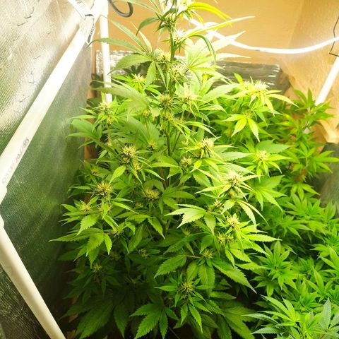 Dark Devil Auto growlog timeline photo