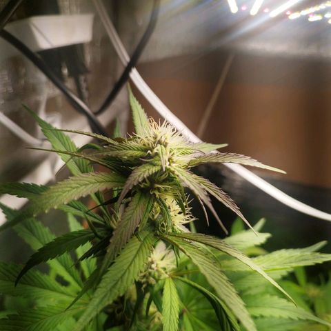 Dark Devil Auto growlog timeline photo