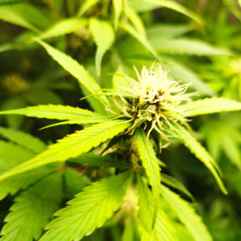Dark Devil Auto growlog timeline photo