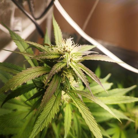 Dark Devil Auto growlog timeline photo