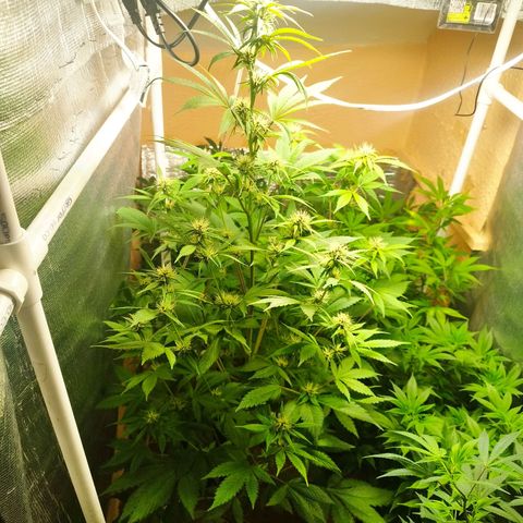 Dark Devil Auto growlog timeline photo