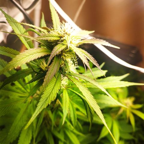 Dark Devil Auto growlog timeline photo