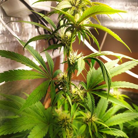 Dark Devil Auto growlog timeline photo