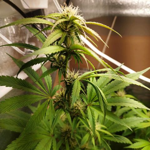 Dark Devil Auto growlog timeline photo