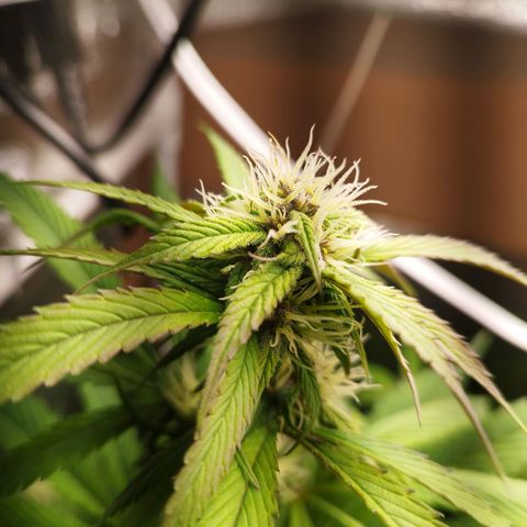 Dark Devil Auto growlog timeline photo