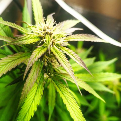 Dark Devil Auto growlog timeline photo