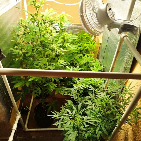 Red Strawberry Banana Auto growlog timeline photo