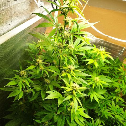 Dark Devil Auto growlog timeline photo