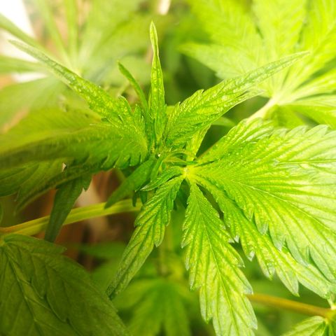 Red Strawberry Banana Auto growlog timeline photo