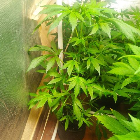 Red Strawberry Banana Auto growlog timeline photo