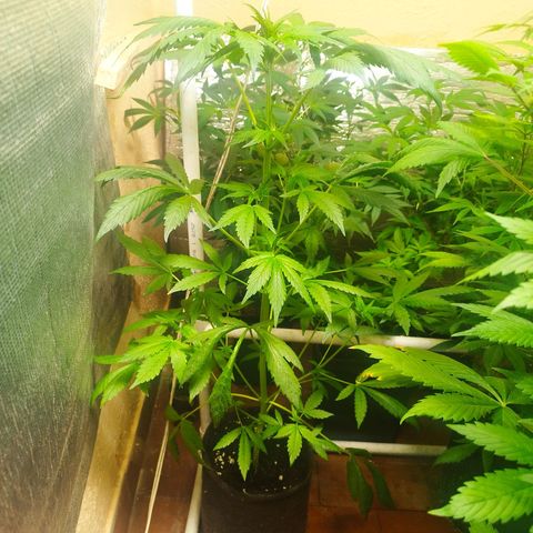 Red Strawberry Banana Auto growlog timeline photo