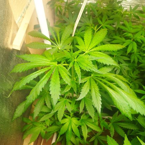 Red Strawberry Banana Auto growlog timeline photo