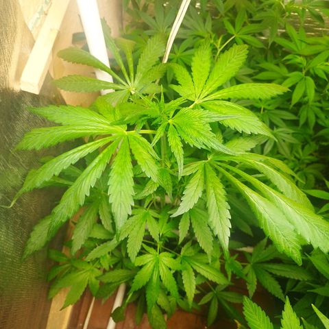 Red Strawberry Banana Auto growlog timeline photo