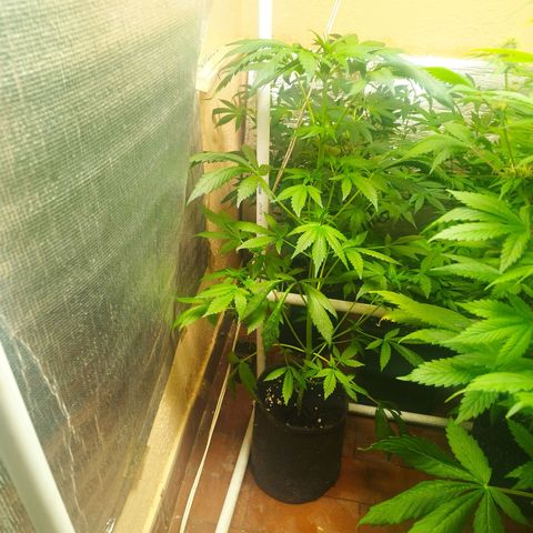 Red Strawberry Banana Auto growlog timeline photo